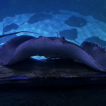 Ripley’s Aquarium - Aquariums Near Me - Myrtle Beach, South Carolina Ripley’s Aquarium - Aquariums Near Me - Myrtle Beach, South Carolina