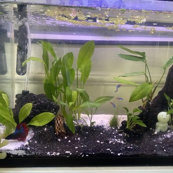 Ck Fish World - betta fish tank - Local Fish Stores Near Me - West Covina, California