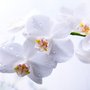 Photo of Krista's Orchids