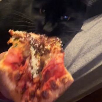 Slicey's Pizza - My furbaby enjoying a bite of his favorite meat lovers - Salad Near Me - Los Angeles, California Slicey's Pizza - My furbaby enjoying a bite of his favorite meat lovers - Salad Near Me - Los Angeles, California