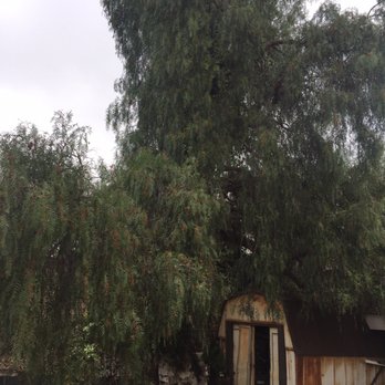 A Tree & Tree Service - Big California pepper. - Tree Services Near Me - Lemon Grove, California