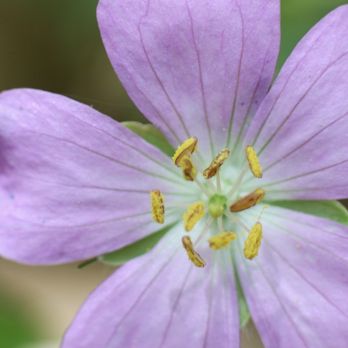 Crosswinds Marsh - Wild flowers - Hiking Near Me - New Boston, Michigan