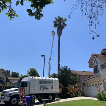 JBS Tree Care - Palm trimming - Tree Services Near Me - Pomona, California