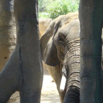 Dallas Zoo - Zoos Near Me - Dallas, Texas