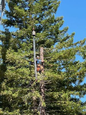 Service and Maintenance - Just looking for regular service and great looking trees? You've come to the right place! With over 20 years of experience we will ensure your trees are the best looking around. Service and Maintenance - Just looking for regular service and great looking trees? You've come to the right place! With over 20 years of experience we will ensure your trees are the best looking around.