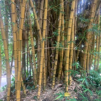 Foster Botanical Garden - Botanical Gardens Near Me - Honolulu, Hawaii