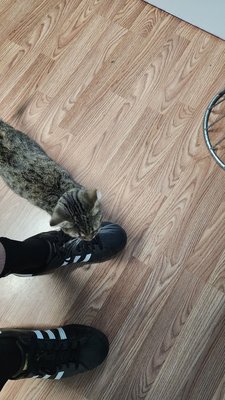 Catnip Cat Cafe by null