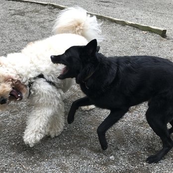 Seattle Offleash - Scout and Ollie having a blast - Dog Walkers Near Me