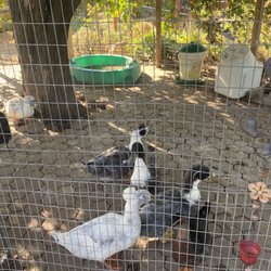 Palm View Rv Park & Campground - The ducks they got up on the peaceful hill