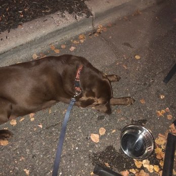 Wally's - Last stop for the night and our buddy was pooped. - American Near Me - Saugatuck, Michigan Wally's - Last stop for the night and our buddy was pooped. - American Near Me - Saugatuck, Michigan