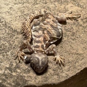 Backwater Reptiles - Reptile Shops Near Me - Rocklin, California