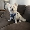Green Dog Wash gift card