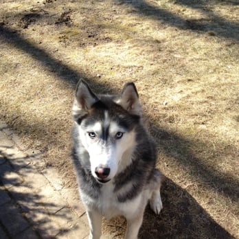 HomeAgain - Mr. X who turned out to be Will and was reunited with his family thanks to his microchip - Pet Services Near Me - Readington, New Jersey HomeAgain - Mr. X who turned out to be Will and was reunited with his family thanks to his microchip - Pet Services Near Me - Readington, New Jersey