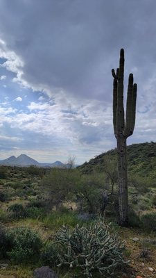 Lost Dog Wash Trailhead by null