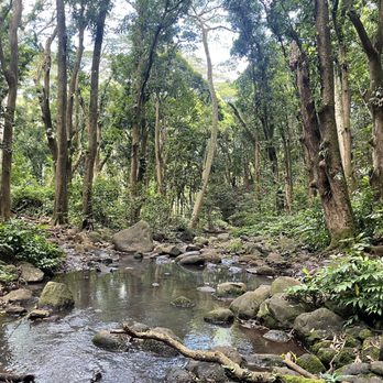 Ali'i Kayaks - Forest - Tours Near Me - Kapaa, Hawaii Ali'i Kayaks - Forest - Tours Near Me - Kapaa, Hawaii