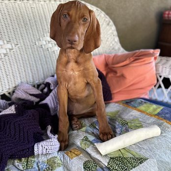 Evening Star Kennels - Scout the handsome Vizsla puppy. - Pet Services Near Me - Aguanga, California Evening Star Kennels - Scout the handsome Vizsla puppy. - Pet Services Near Me - Aguanga, California
