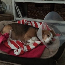 Fenton Veterinary Clinic - After Simons surgery