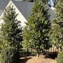 Piedmont Carolina Tree & Shrub Farm Market