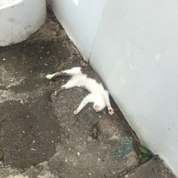Outside of the structure, several feral cats live their best life