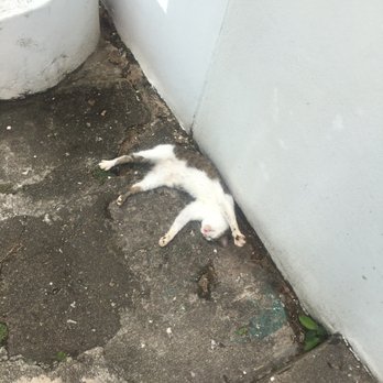 La Casa Blanca - Outside of the structure, several feral cats live their best life - Landmarks & Historical Buildings Near Me - San Juan, Puerto Rico