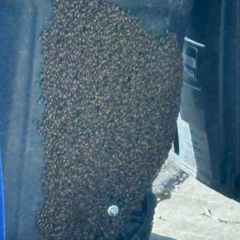 Bee Craft Handyman Service - A recent swarm of bees that were knocked out of the tree by the trash truck and has latched on to the trashcan itself. - Pest Control Near Me