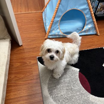 LA's Dog Trainer - Bailey- puppy - Pet Training Near Me - Studio City, California
