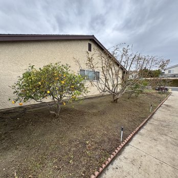 4 Liberty Services - 6 total fruit trees trimmed. - Pressure Washers Near Me