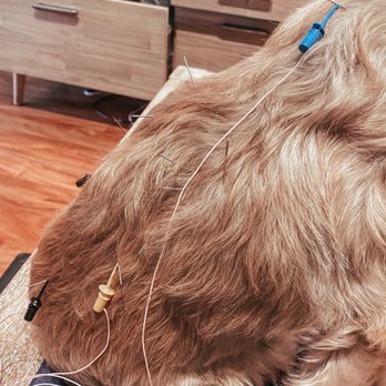 Acupuncture For Pets in AZ - Veterinarians Near Me Acupuncture For Pets in AZ - Veterinarians Near Me