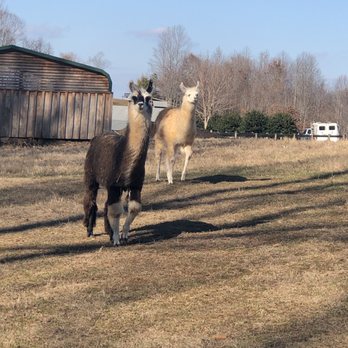 Divine Llama Vineyard - Wineries Near Me - East Bend, North Carolina