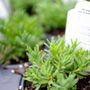 Photo of Red Hill Nursery