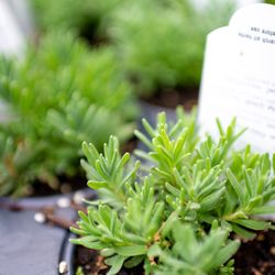 Red Hill Nursery