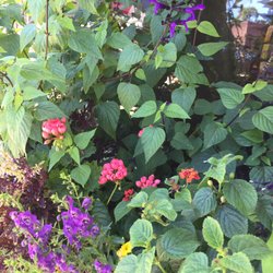 Tiger Lilly's Boutique - Look for the flower boxes outside