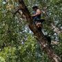 Photo of Martin’s Tree Service