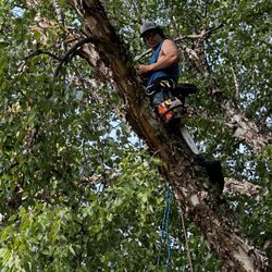 Martin’s Tree Service