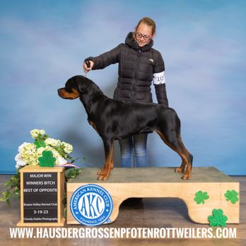 Haus Der Grossen Pfoten Rottweilers - Rottweiler - Pet Breeders Near Me Haus Der Grossen Pfoten Rottweilers - Rottweiler - Pet Breeders Near Me