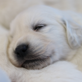 OC Goldens - Pet Breeders Near Me OC Goldens - Pet Breeders Near Me