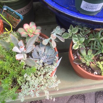 Pike Nurseries - a variety of succulents - Nurseries & Gardening Near Me - Roswell, Georgia