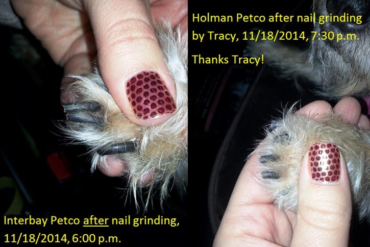 petco cat claw trimming