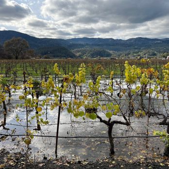 Alpha Omega - Wineries Near Me - Saint Helena, California