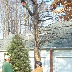 Custom Tree & Lawn