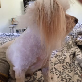 Groomingdales - Best groomer ever! All 3 of my dogs now have hair & nails that are are perfect & I can tell they were treated with kindness. - Pet Groomers Near Me - Glendale, California Groomingdales - Best groomer ever! All 3 of my dogs now have hair & nails that are are perfect & I can tell they were treated with kindness. - Pet Groomers Near Me - Glendale, California