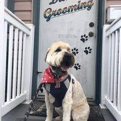 Diane's Grooming - They did a wonderful job for Nunzio! Highly recommend