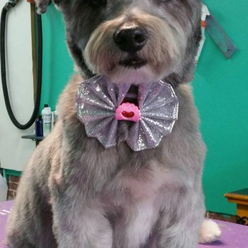 4 Paws Pet Parlor - Pet Groomers Near Me - Sylvester, Georgia