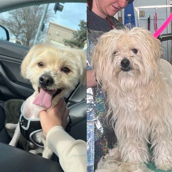 Mollies Groom Room - Talk about a transformation!!! My rescue pup was neglected he had matted hair and Molly worked her magic!! - Pet Groomers Near Me - Concord, California