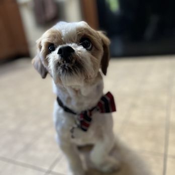 Bark Ave Bath & Biscuit - Gizmo - Pet Groomers Near Me - Lake Ronkonkoma, New York Bark Ave Bath & Biscuit - Gizmo - Pet Groomers Near Me - Lake Ronkonkoma, New York