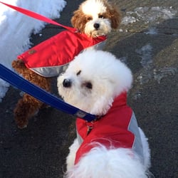 Saddle River County Park Dog Run - Wha?