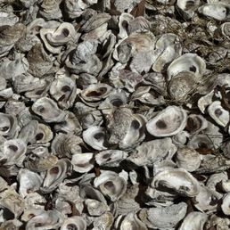 Oyster shell mulch around the entrance Oyster shell mulch around the entrance