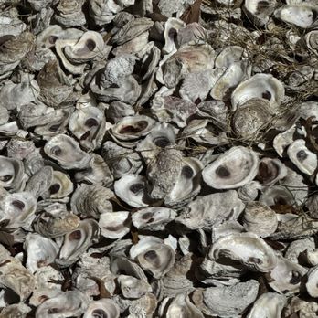 The Oyster Bar - Oyster shell mulch around the entrance - Seafood Near Me - Little Rock, Arkansas The Oyster Bar - Oyster shell mulch around the entrance - Seafood Near Me - Little Rock, Arkansas