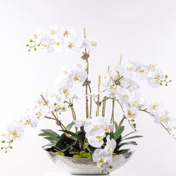 White Orchids