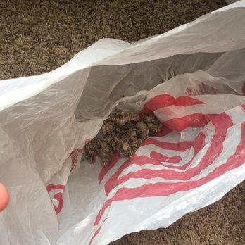 TGM Willowbrook Apartments - Bees nest found under bedroom window. - Apartments Near Me - Willowbrook, Illinois TGM Willowbrook Apartments - Bees nest found under bedroom window. - Apartments Near Me - Willowbrook, Illinois